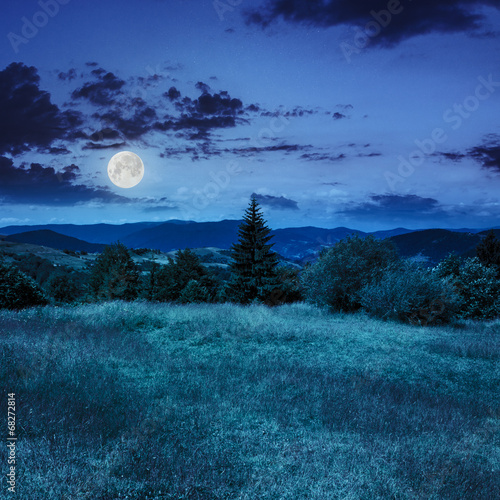 Photos coniferous tree on a  mountain slope at night