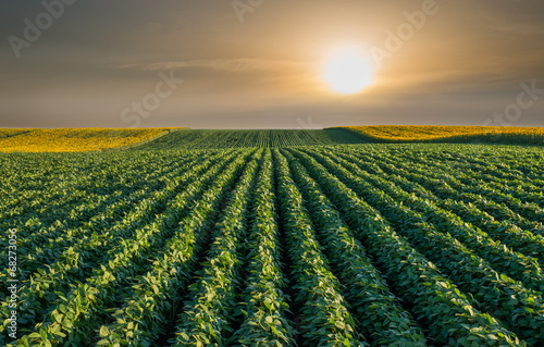 Soybean Field