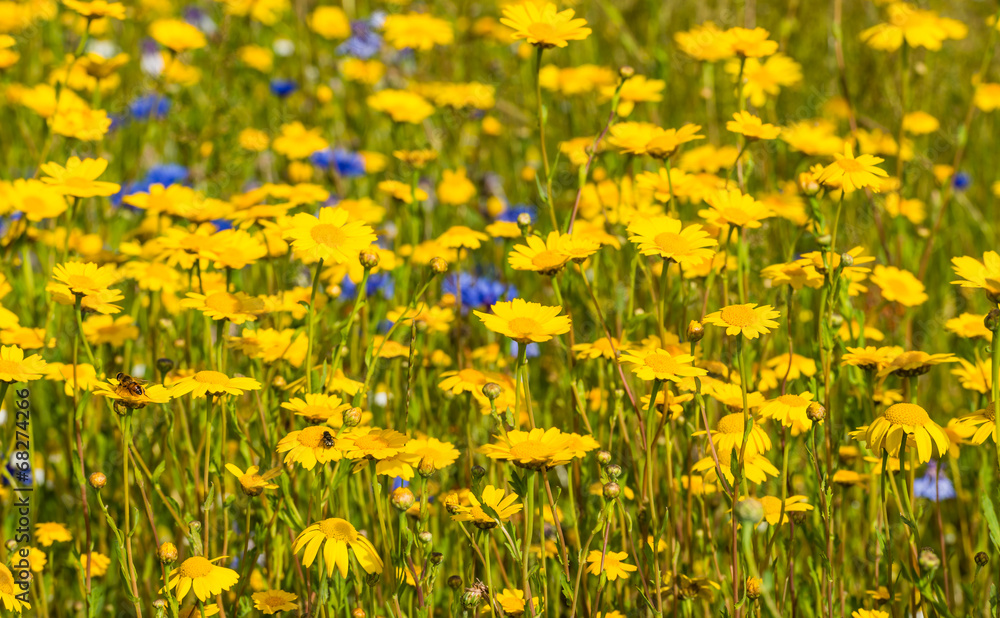 Fototapeta premium Yellow blooming corn marigold plants from close