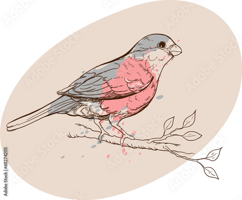 Bullfinch on a branch