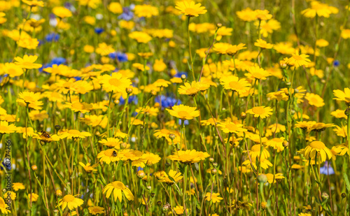 Yellow blooming corn marigold plants from close