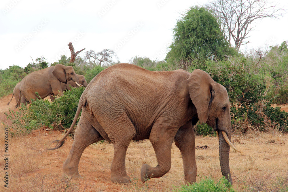 Due elefanti in Kenya