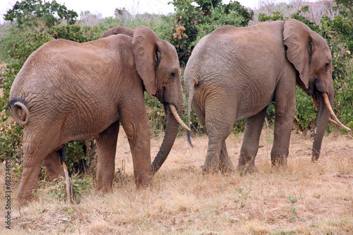 Due elefanti in Kenya photo