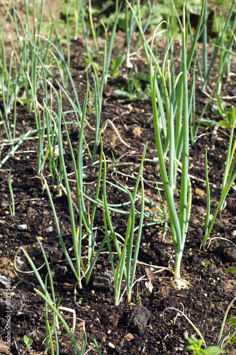 Lot of green onion grows in a garden close up