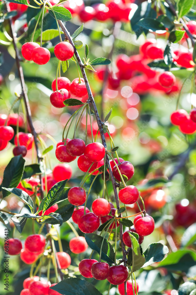 Red cherries on the branch Red cherries on the branch