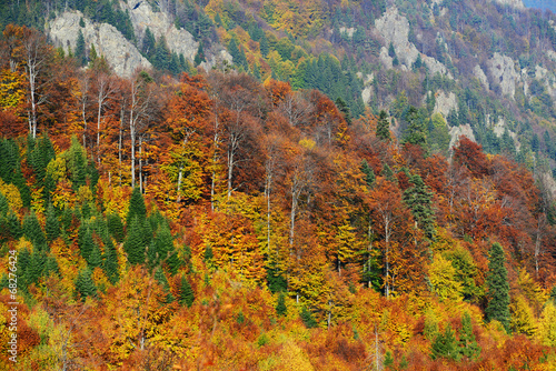 Forest autumn colours