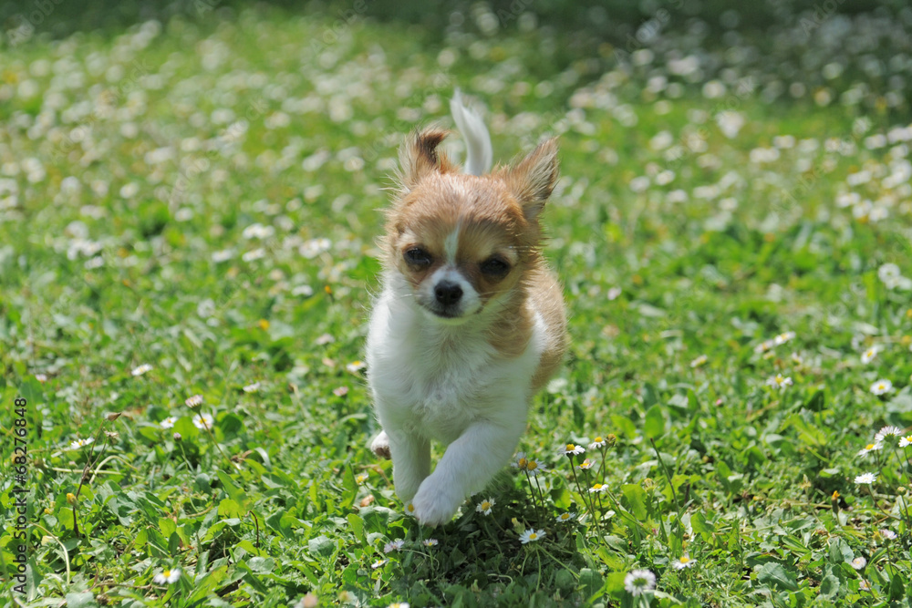 running puppy chihuahua running puppy chihuahua