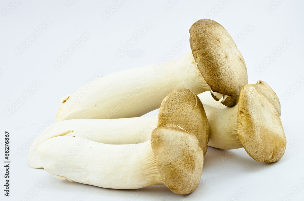 Mushrooms Mushrooms