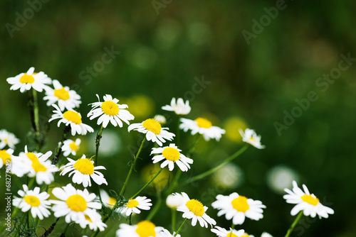 Fototapeta Naklejka Na Ścianę i Meble -  Wild chamomile on a meadow.