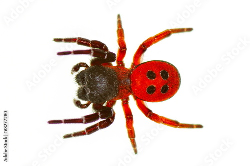 ladybird spider (eresus cinnaberinus)