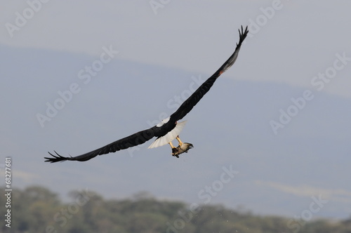 African fish eagle attacks fish at Naivasha Lake, Kenya