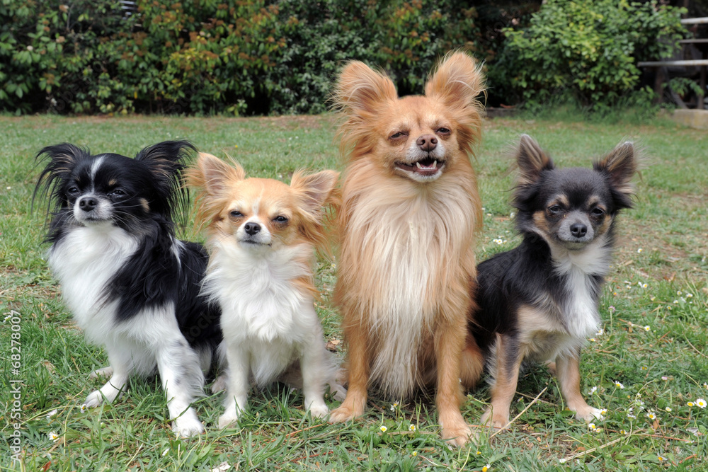 four chihuahuas four chihuahuas