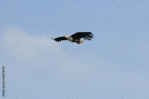African fish eagle in fly at Naivasha Lake, Kenya © PROMA