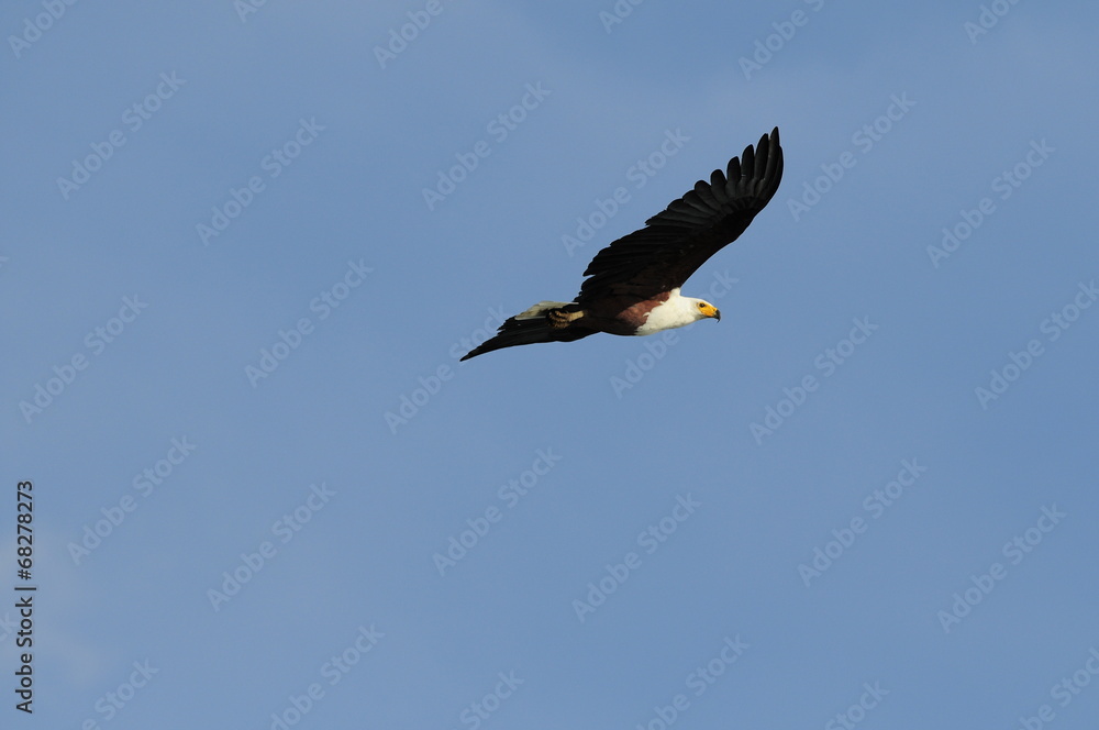 Obraz premium African fish eagle in fly at Naivasha Lake, Kenya