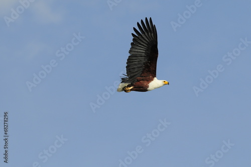 African fish eagle in fly at Naivasha Lake, Kenya