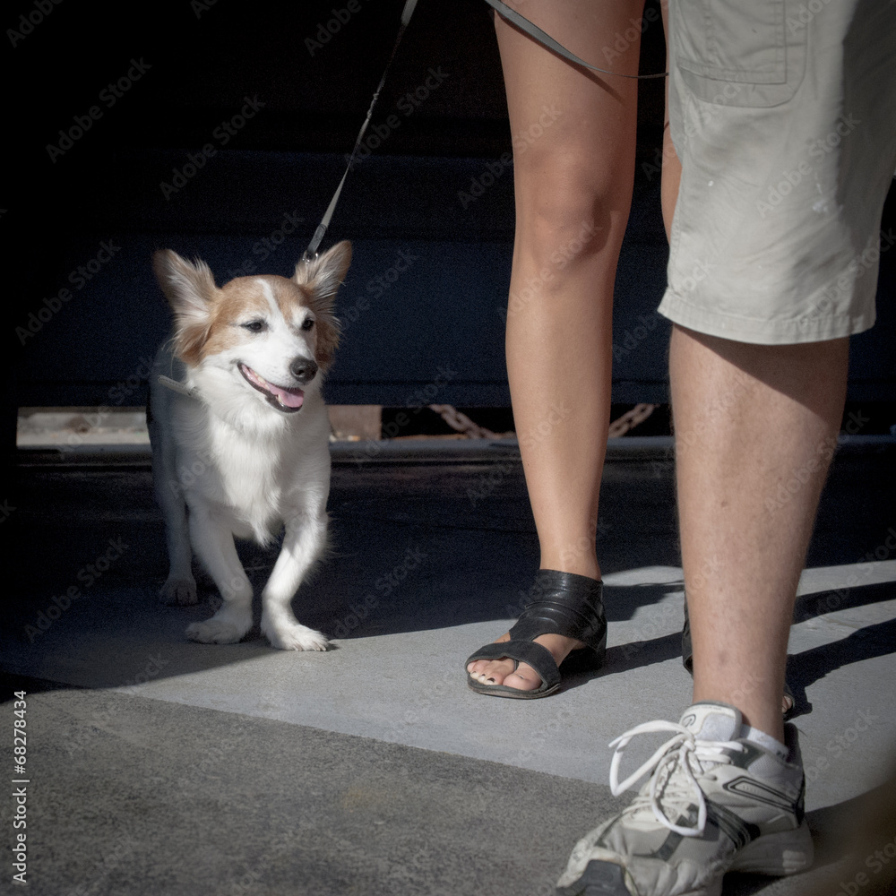 cane e gambe