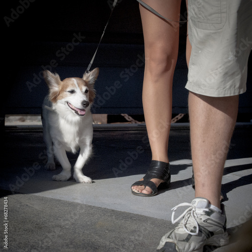 Obraz na płótnie cane e gambe w salonie