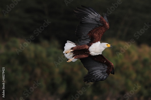 African fish eagle in fly at Naivasha Lake, Kenya photo