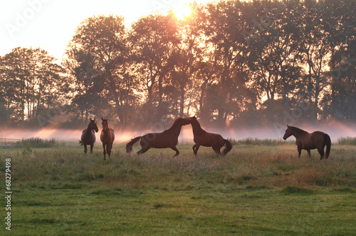 jumping playing horses in sunrise fog