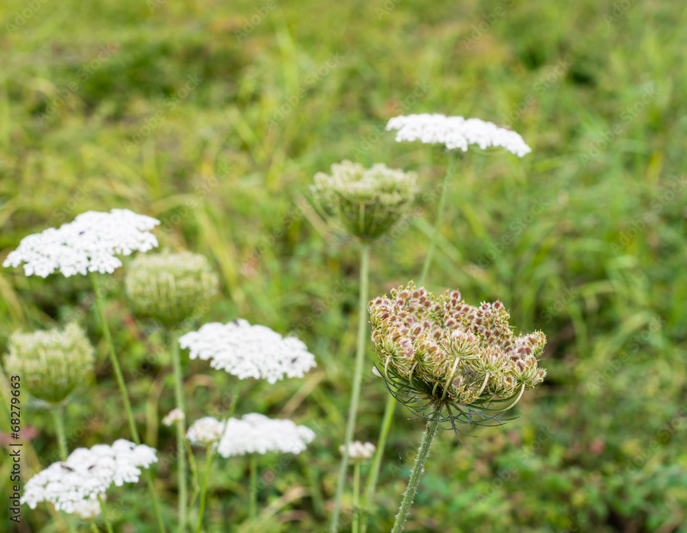 Wild Carrot plants blooming and budding Wild Carrot plants blooming and budding
