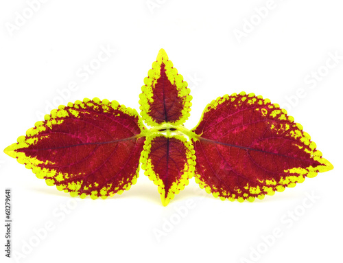 Konstfotografi Painted nettle - coleus