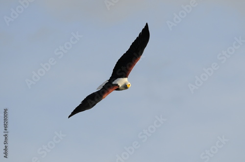 African fish eagle in fly  Naivasha Lake  Kenya