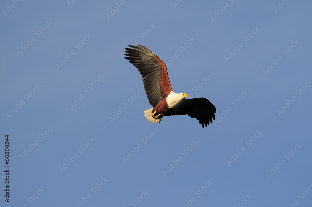 African fish eagle in fly at Naivasha Lake, Kenya African fish eagle in fly at Naivasha Lake, Kenya