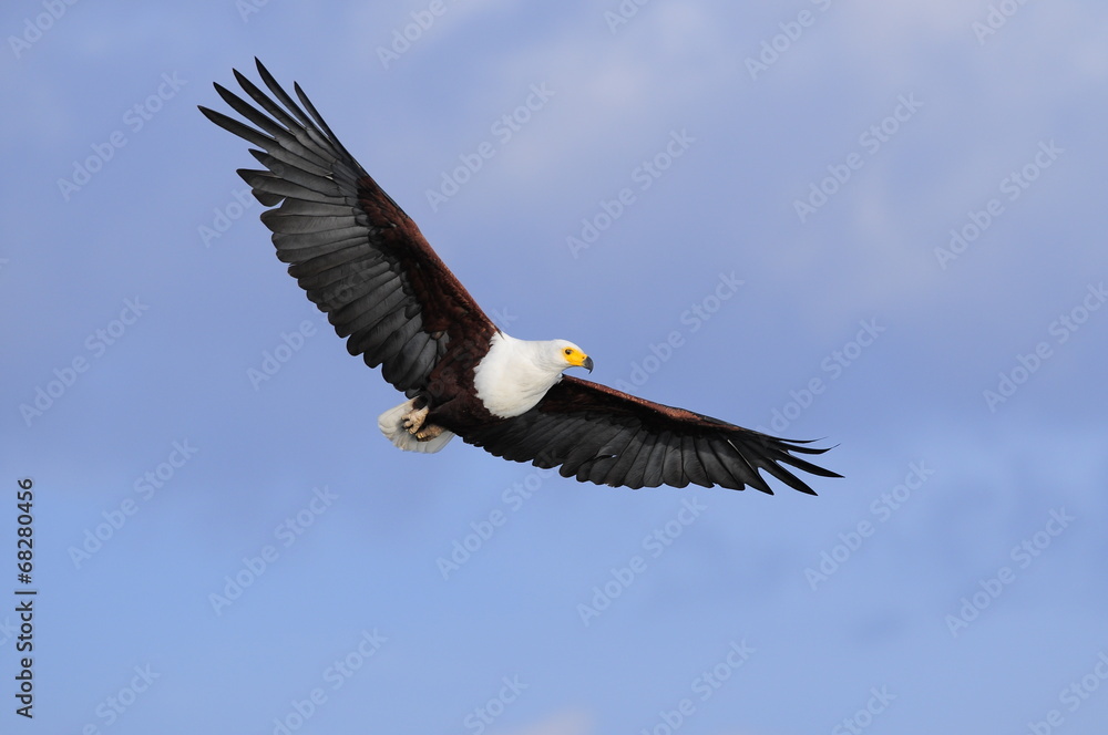 African fish eagle in fly at Naivasha Lake, Kenya African fish eagle in fly at Naivasha Lake, Kenya