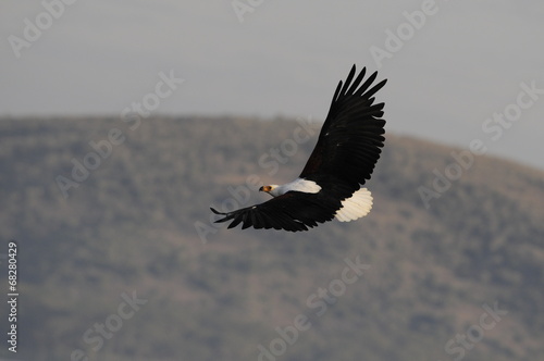 African fish eagle in fly at Naivasha Lake  Kenya