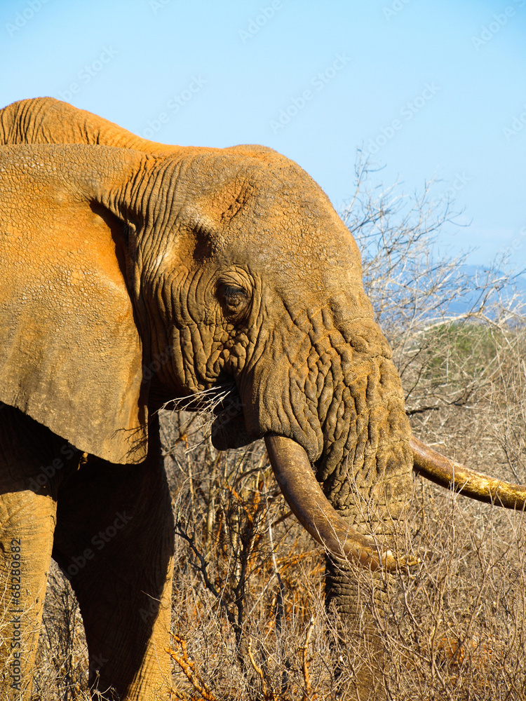 Fototapeta premium Old elephant