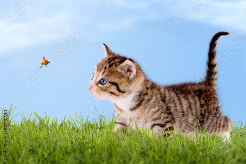 Junge Katze mit Marienkäfer, auf grüner Wiese