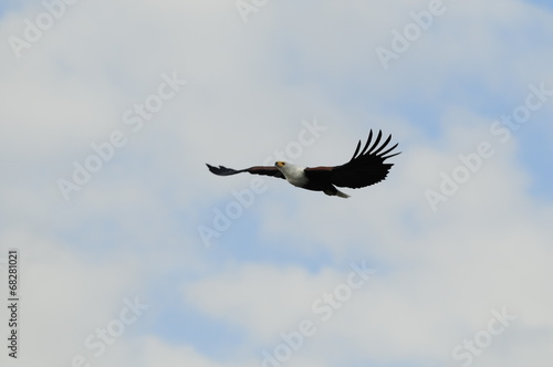 African fish eagle in fly at Naivasha Lake  Kenya