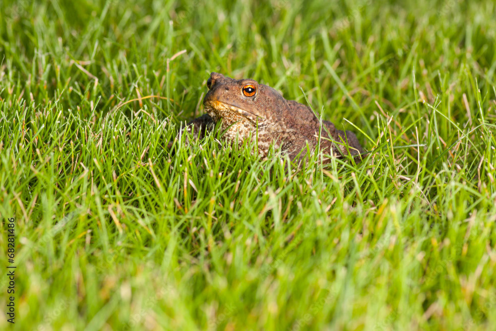 frog sitting on green grass frog sitting on green grass