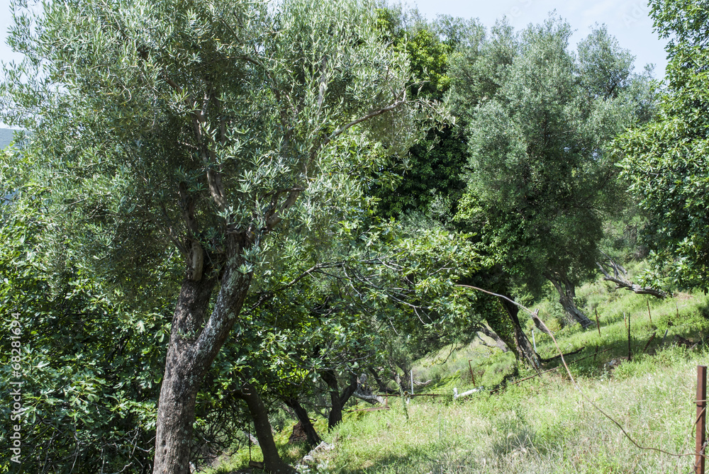 Fototapeta premium Olive tree