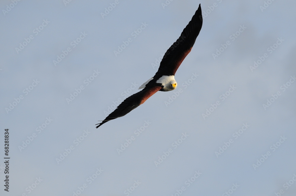 African fish eagle in fly at Naivasha Lake, Kenya African fish eagle in fly at Naivasha Lake, Kenya