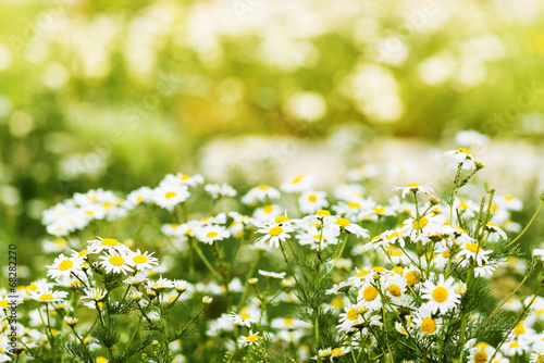 Fototapeta Naklejka Na Ścianę i Meble -  Wild chamomile on a meadow.
