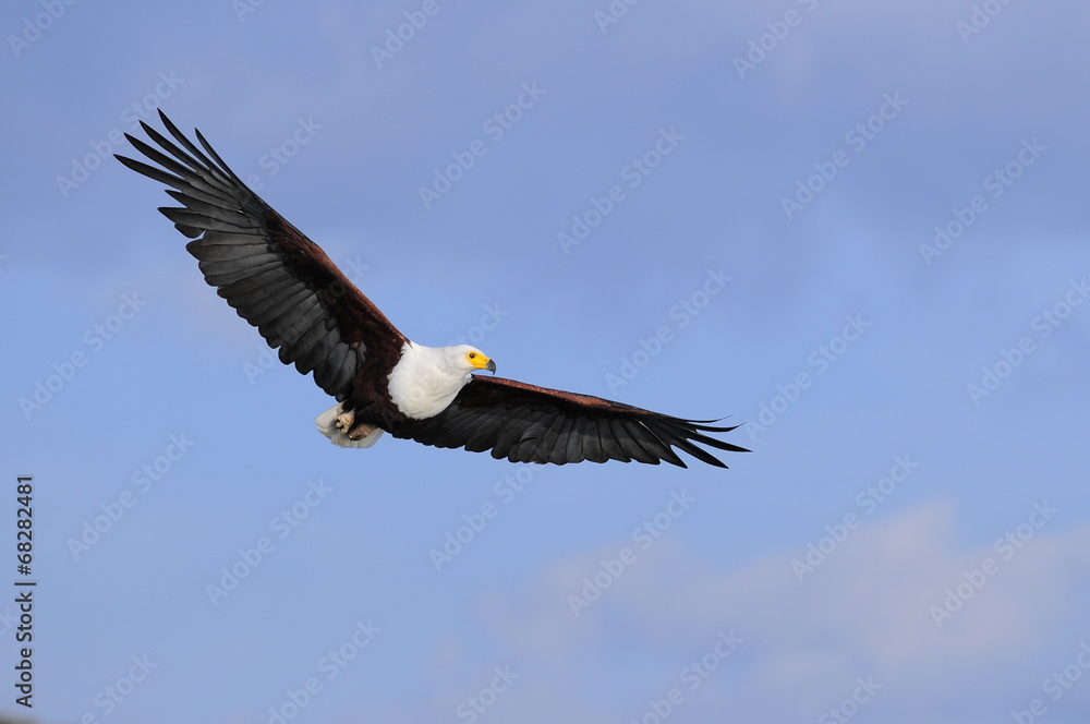 African fish eagle in fly at Naivasha Lake, Kenya African fish eagle in fly at Naivasha Lake, Kenya