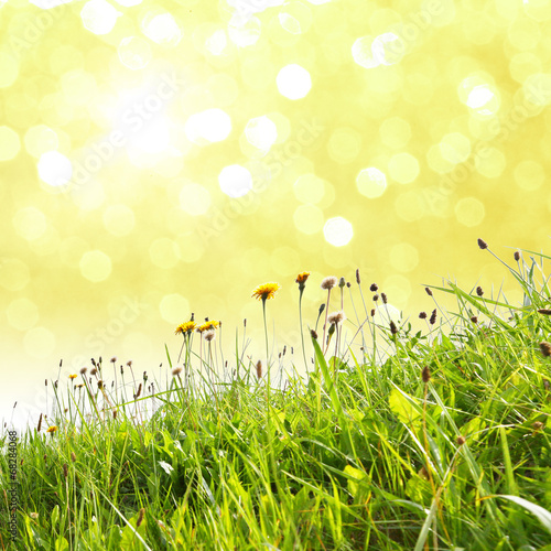 Gras mit Bokeh im Hintergrund