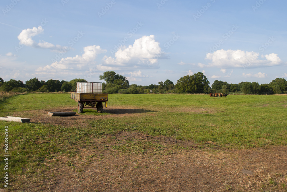 Farm scene - beef cattle, water tank and trough
