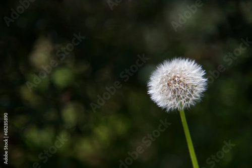 White dandelion