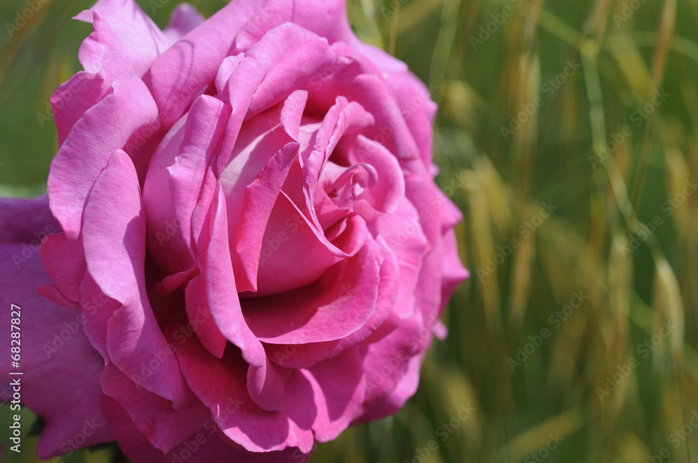 rose 62 rose 62