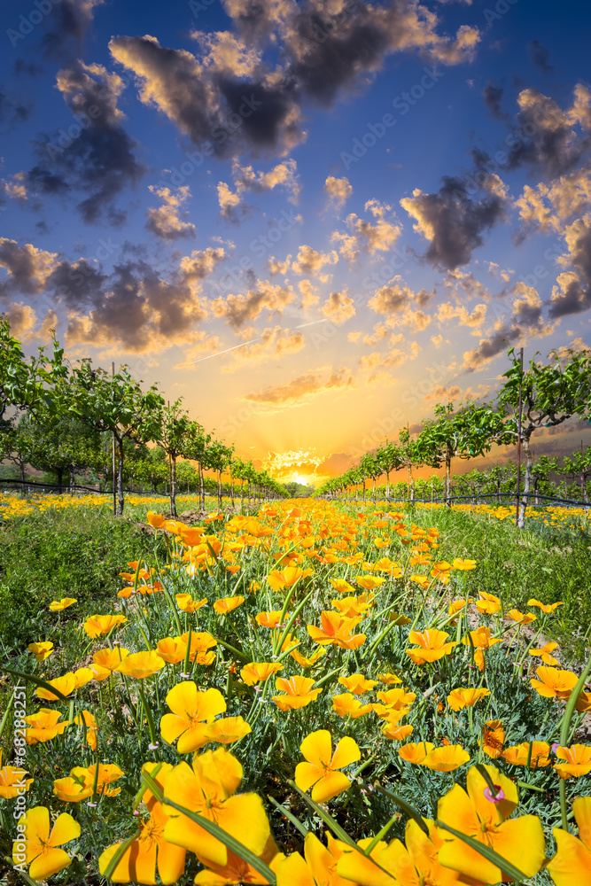 Fototapeta premium Yellow Poppies in a Texas Vineyard