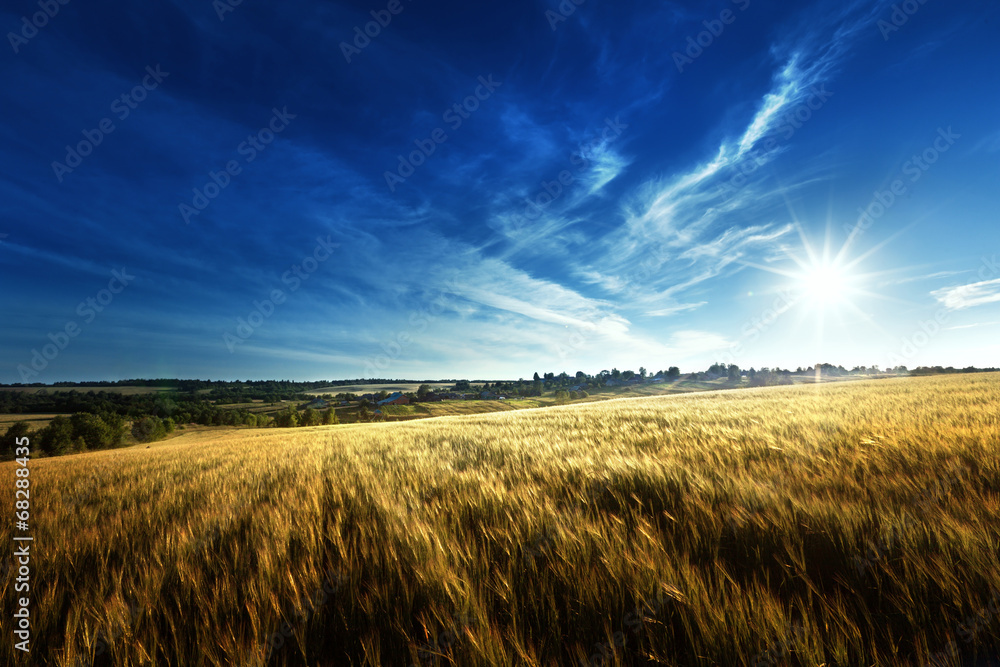 wheat field in sunset time