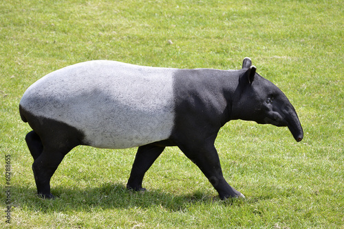 Konstfotografi Malayan tapir (Tapirus indicus) walking on grass