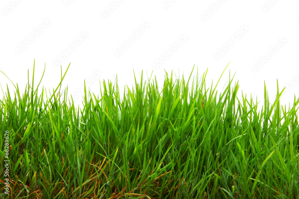 Fototapeta premium Frühling
