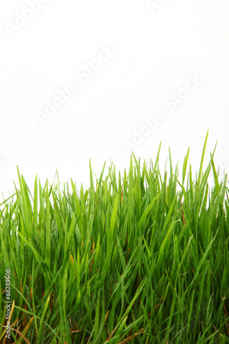 Gras Hochformat