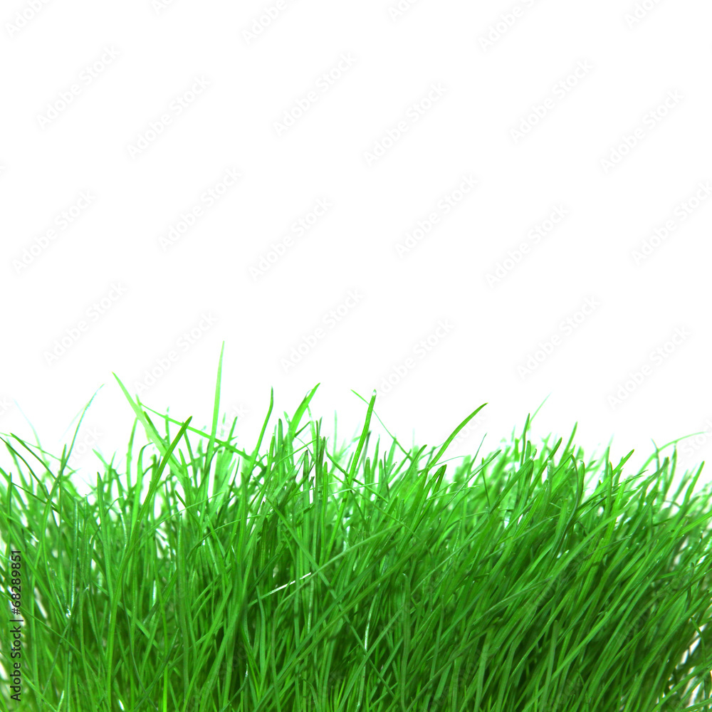 Grüner Rasen Grüner Rasen
