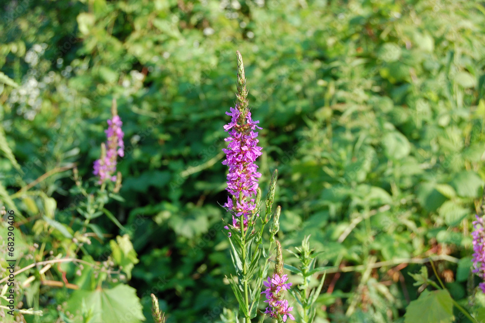 Flower Flower