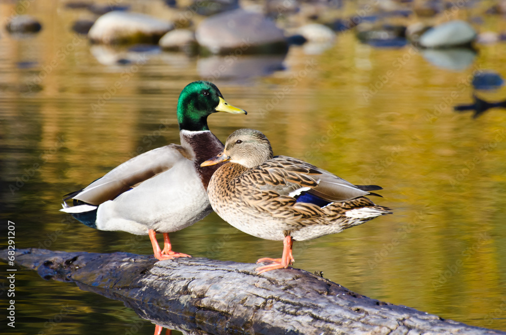 Naklejka premium Pair of Mallard Ducks Resting in an Autumn Pond