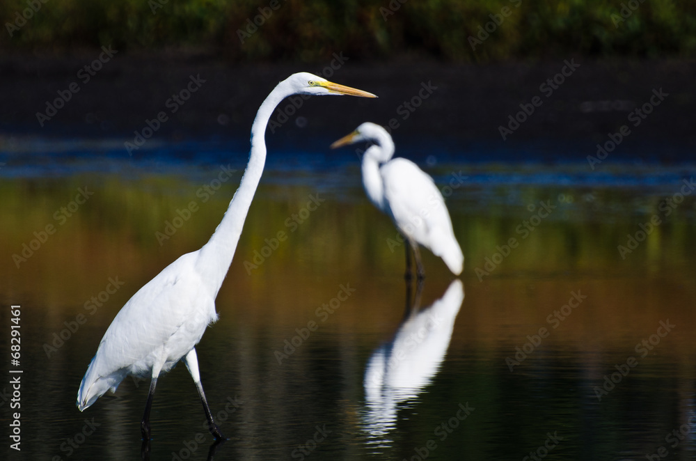 Obraz premium Great Egrets Hunting for Fish in Autumn